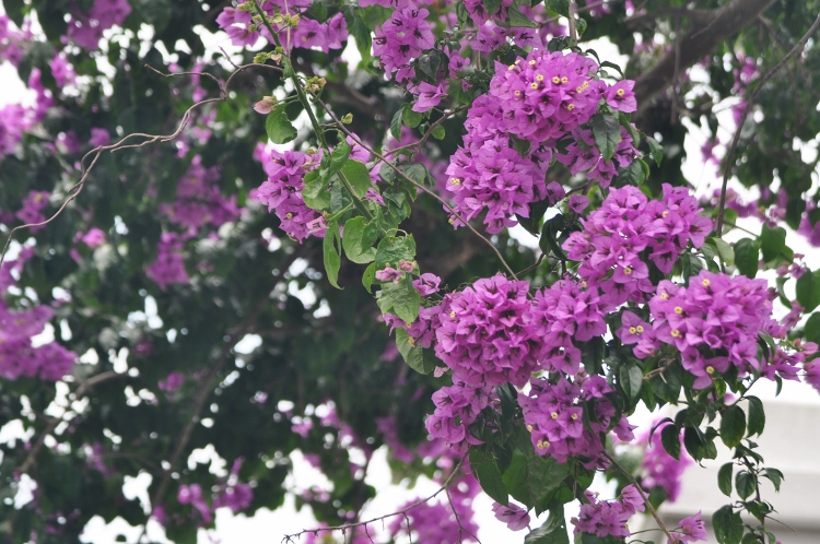 bougainvillea tree